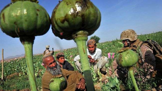 Helmand poppy crop tripled since UK took over security