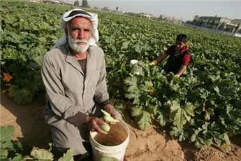 Palestinian farmers harvest courgettes for local markets in Rafah, in the southern Gaza Strip on May 7, 2010.