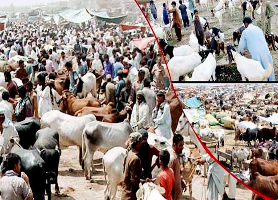 کراچی سپرہائی وے کی مویشی منڈی میں وٹنری ڈاکٹرز الرٹ، رین ایمرجنسی نافذ