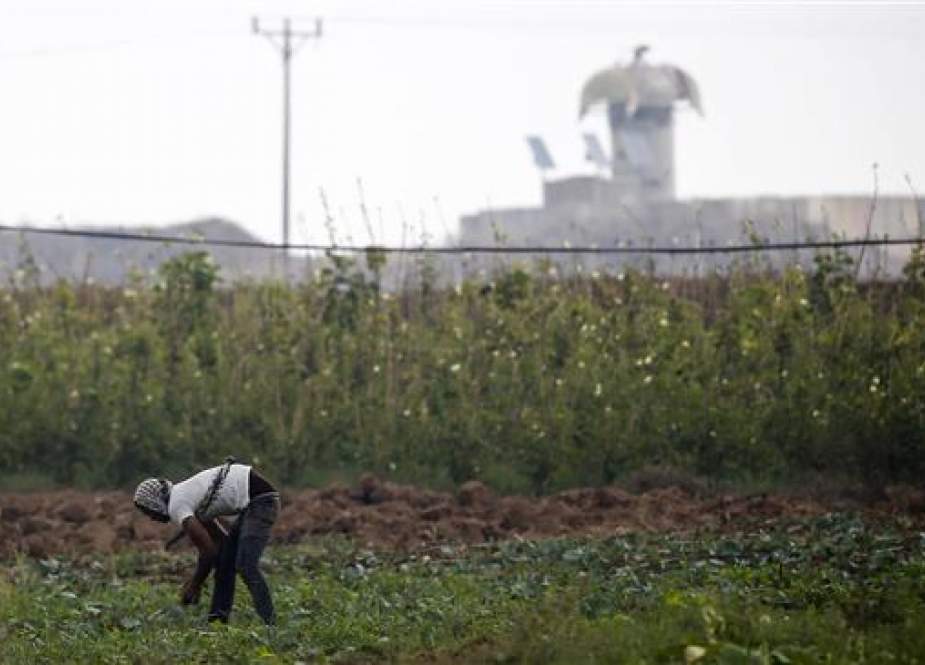 Palestinian farmer walks through a field near the fence.jpg