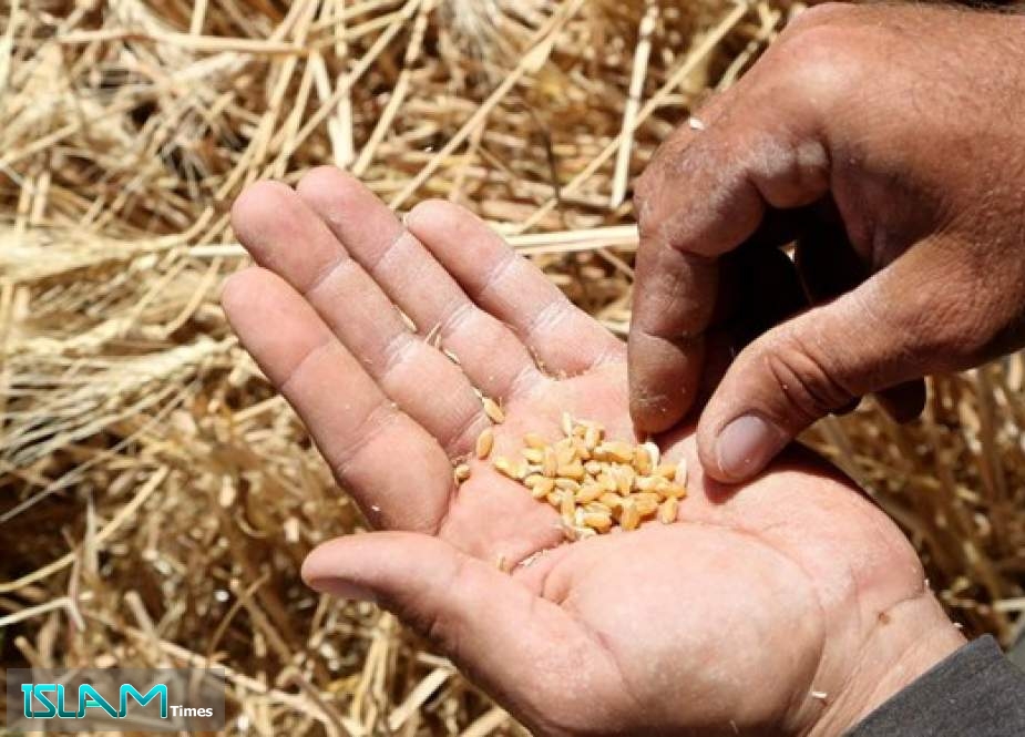 Syrian Lab Found Wheat Seeds Offered by US Contain Harmful Worm Infection
