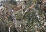Penjajah Israel Menebang 300 Pohon Zaitun Dekat Nablus