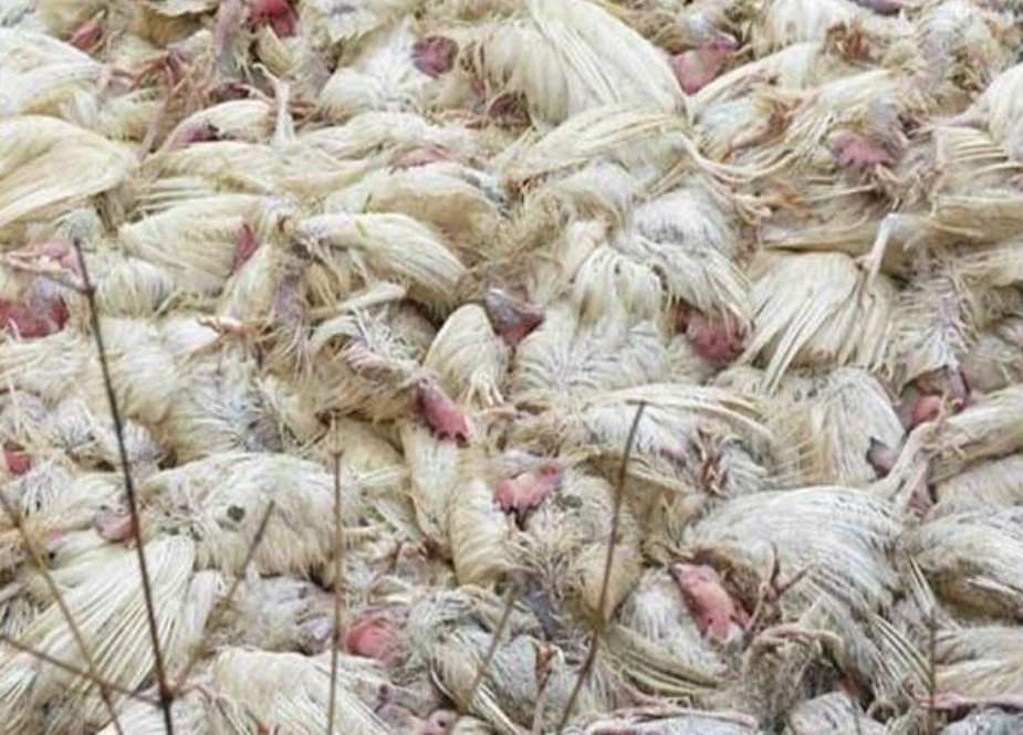 پشاور میں چکن شاپ پر چھاپہ، 3 ہزار سے زائد مردہ مرغیاں برآمد