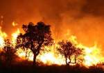ارتفاع حصيلة ضحايا الحرائق في الجزائر والجيش يتدخل