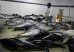 KKP Lepas Ekspor 25 Ton Ikan Tuna Loin ke Thailand
