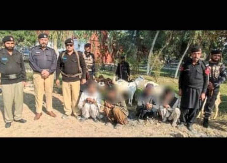 پہاڑ پور میں اسلحہ کی نوک پر چھینے گئے لاکھوں کے مویشی برآمد، 4 ملزمان گرفتار