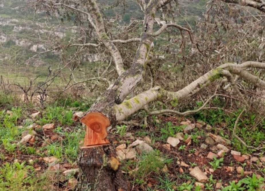 مستوطنون يقتلعون 170 شجرة زيتون معمرة شرق سلفيت