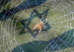 Israel “Spider Web” Theory