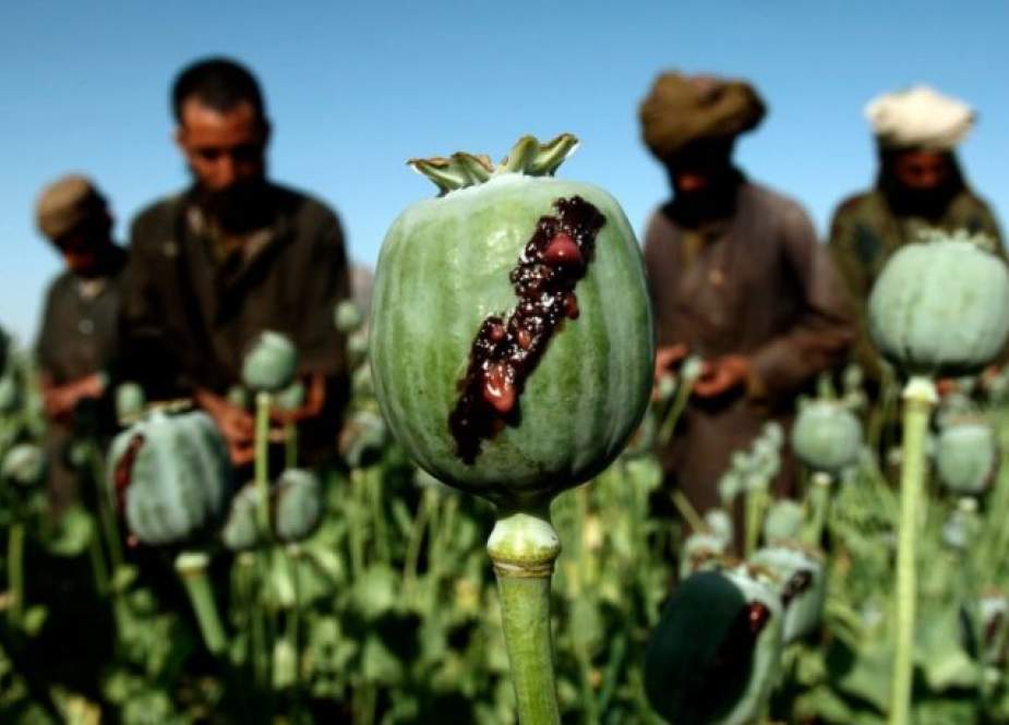 طالبان و مواد مخدر؛ «از گفتگو با آمریکا تا افزایش قاچاق به کشورهای همسایه»