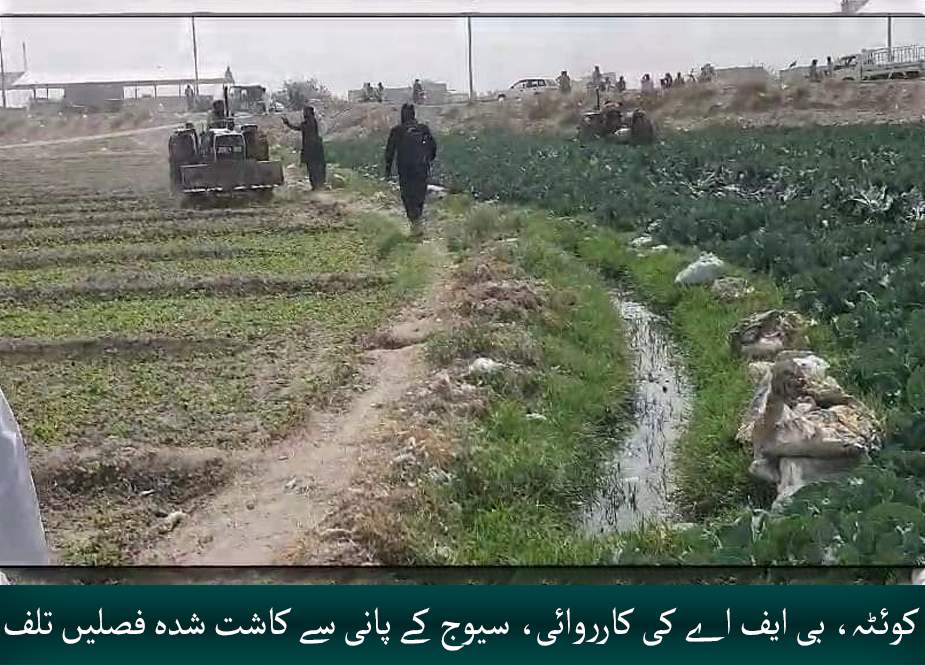 کوئٹہ، بی ایف اے کی کارروائی، سیوج کے پانی سے کاشت شدہ فصلیں تلف