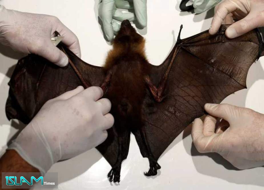 A Deadly New Bat-Borne Virus is Spreading Through Asia